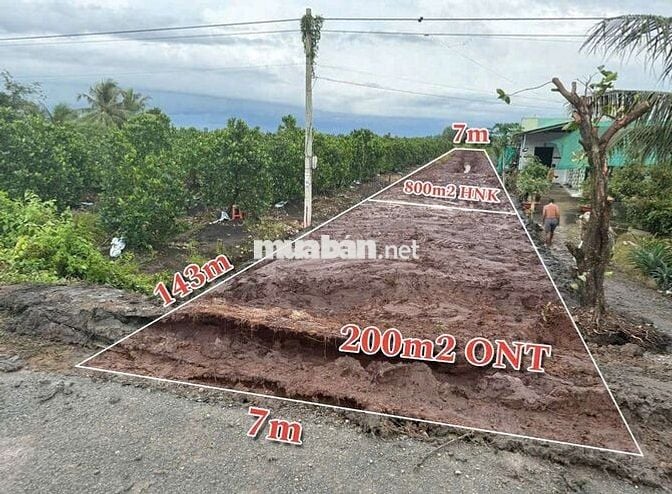 Đất dt 1001mv Giá 2tỷ7mặt tiền tl818 thổ +lúa mỹ lạc thủ thừa.long an