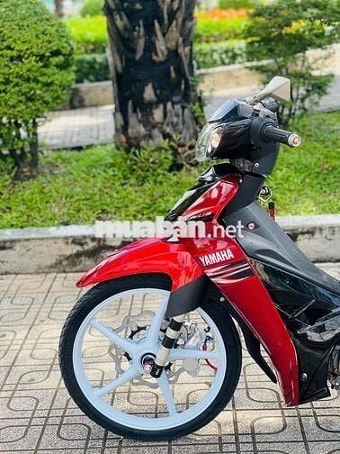 sirius bông mai biển 61