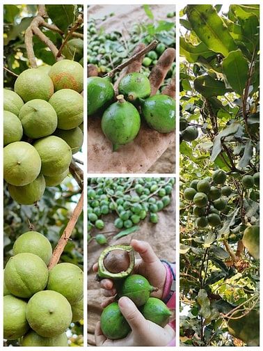 MẮC CA SẤY DINH DƯỠNG - MẮC CA DAKLAK - TÂY NGUYÊN