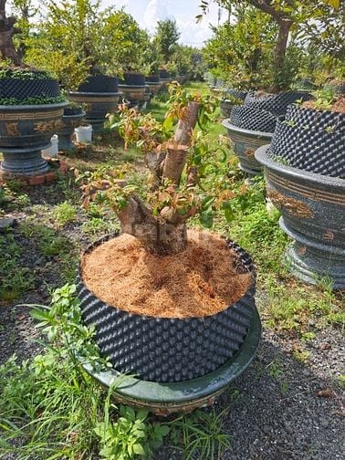 Cho thuê nhà xưởng quốc lộ 22b go đâu 