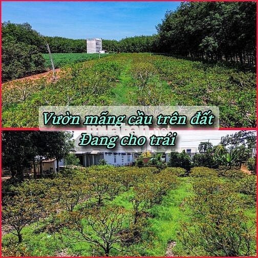 ĐƯỜNG SỎI ĐỎ QUY HOẠCH 20M. TÂN CHÂU- TÂY NINH