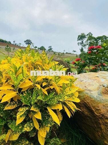 Bán đất nền biệt thự sinh thái đồi Hòa Lạc