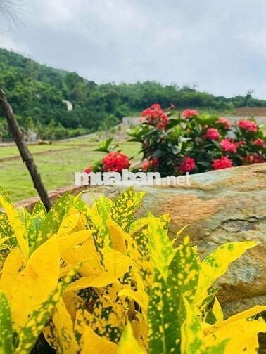 Bán đất nền biệt thự sinh thái đồi Hòa Lạc