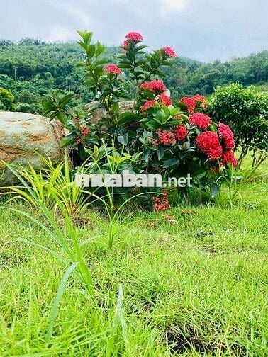 Bán đất nền biệt thự sinh thái đồi Hòa Lạc