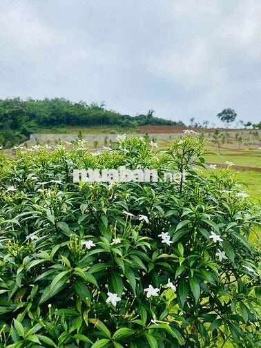 Bán đất nền biệt thự sinh thái đồi Hòa Lạc
