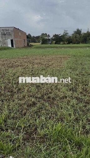 CẦN BÁN ĐẤT THỔ CƯ 100% DIỆN TÍCH 139m2 TẠI BÀU SEN ĐỨC LẬP THƯỢNG
