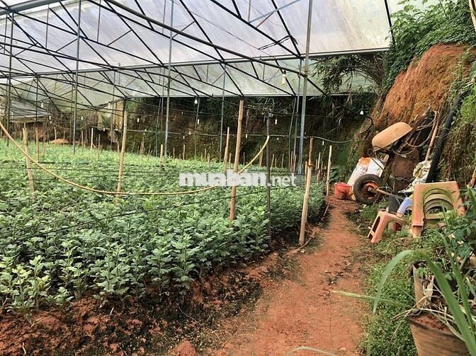 BÁN ĐẤT NN ĐƯỜNG CAO THẮNG, P.7, TP. ĐÀ LẠT - KHU D4 CAO THẮNG