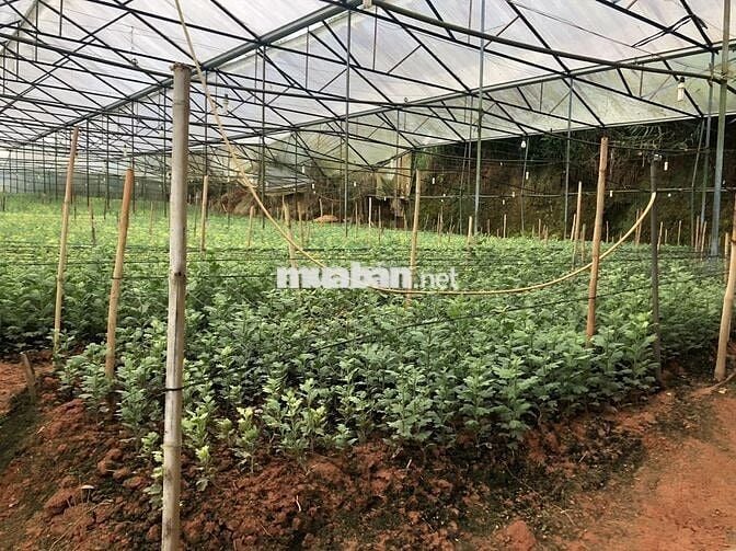 BÁN ĐẤT NN ĐƯỜNG CAO THẮNG, P.7, TP. ĐÀ LẠT - KHU D4 CAO THẮNG