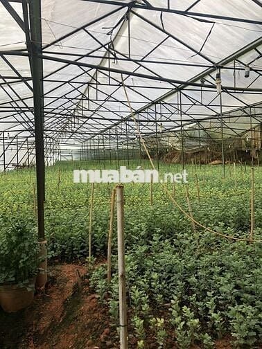 BÁN ĐẤT NN ĐƯỜNG CAO THẮNG, P.7, TP. ĐÀ LẠT - KHU D4 CAO THẮNG
