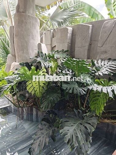 Cho thuê biệt thự sân vườn 500m2 An Thạnh có nội thất