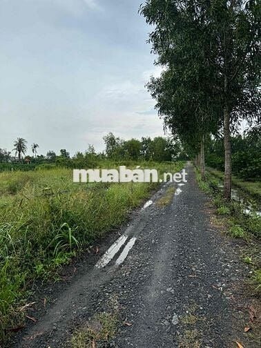 BÁN MIẾNG ĐẤT VƯỜN – GIÁ HỢP LÝ, GIẤY TỜ RÕ RÀNG