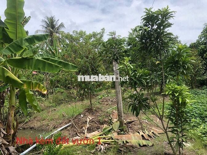 Bán nhà và đất vườn 2002m² 2 mặt tiền đường nhựa, gần Cái Ngang