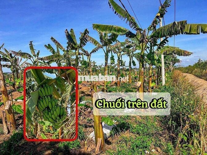 ĐƯỜNG QH 13M. PHỦ HỒNG ĐẤT Ở ĐÔ THỊ. XUÂN PHÚ- EAKAR- DAKLAK