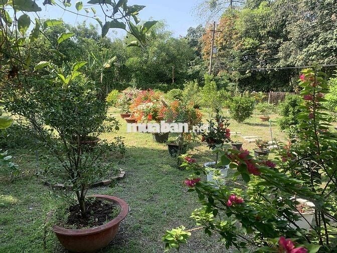 mặt tiền truông bồng bông cách nguyễn văn thành 70m