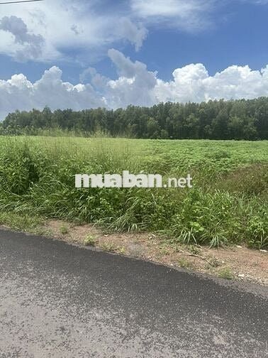 Kẹt tiền bán gấp lô đất vườn 2.500m2 mặt tiền 20m đường DH504 nhựa lớn