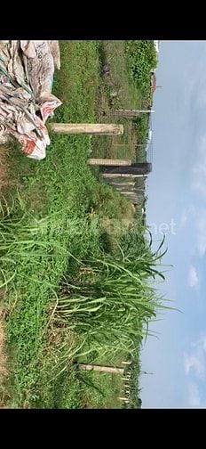 Chính chủ cần bán gấp đất thổ Long An