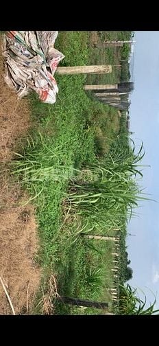 Chính chủ cần bán gấp đất thổ Long An