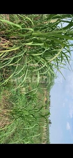 Chính chủ cần bán gấp đất thổ Long An