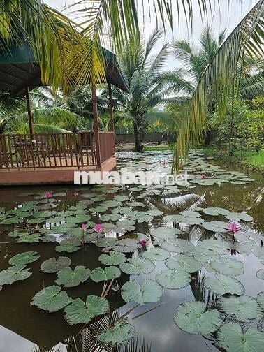Bán nhà vườn đẹp như resort tại TPHCM