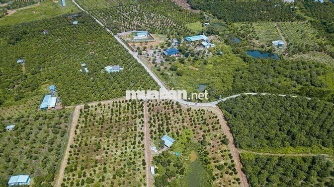 Bán lô đất vườn gần QL20 xã La Ngà, sổ sẵn Công chứng nhanh