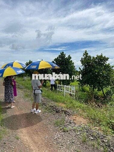 Bán lô đất vườn gần QL20 xã La Ngà, sổ sẵn Công chứng nhanh