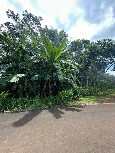 Cần tiền bán gấp lô đất tại ĐT328, Xã Bàu Lâm, Xuyên Mộc, Bà Rịa Vũng 