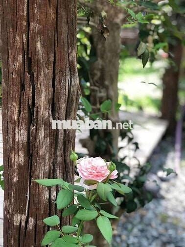 TM Cho thuê nhà homestay sân vườn rộng - Phước Đồng