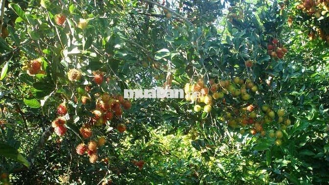 nhà mặt tiền + vườn cây ăn quả
