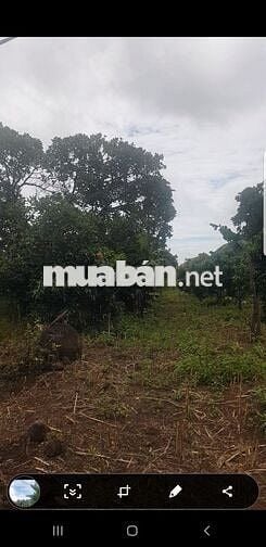 Bán đất 18000m mặt tiền 200m, đường 8m