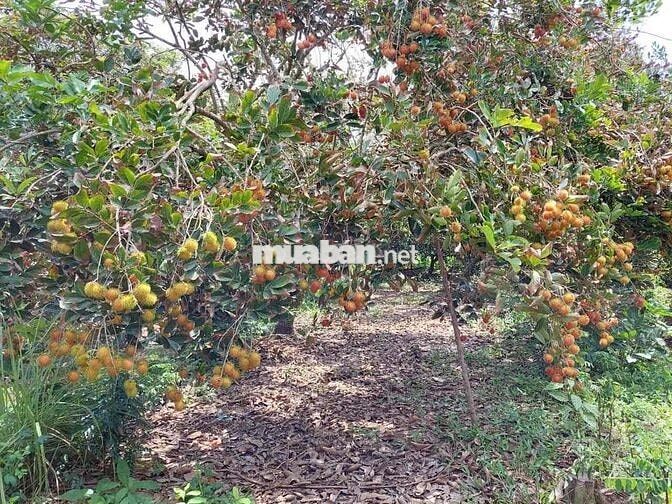 nhà mặt tiền + vườn cây ăn quả