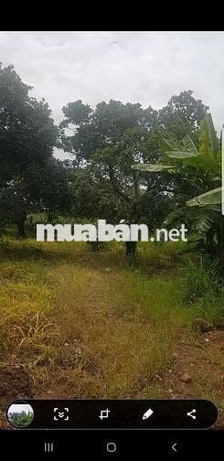 Bán đất 18000m mặt tiền 200m, đường 8m