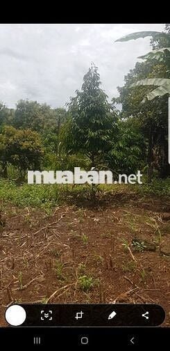 Bán đất 18000m mặt tiền 200m, đường 8m