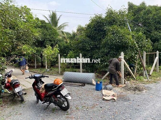 Ban đat phuong an thanh ,TA,BD,,TREN ĐAT CO MAY CAY MANG CUT,MAT LAM