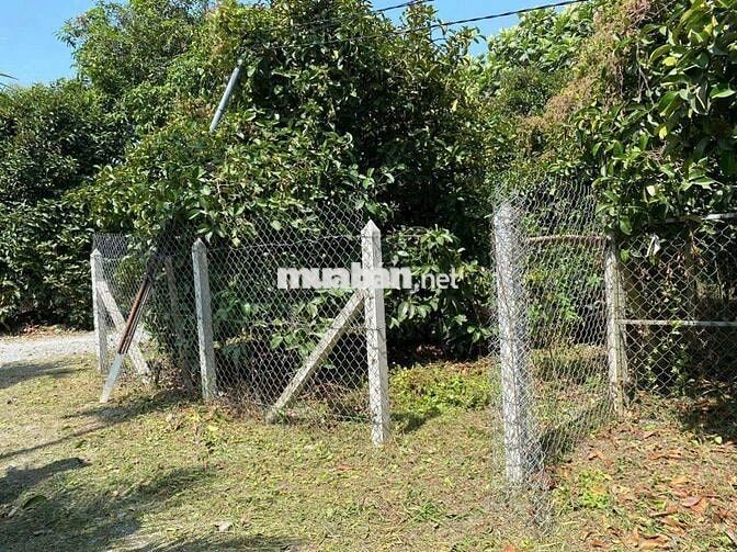 Ban đat phuong an thanh ,TA,BD,,TREN ĐAT CO MAY CAY MANG CUT,MAT LAM