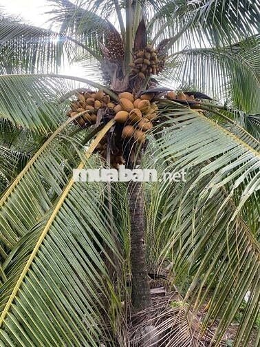 BÁN ĐẤT ĐƯỜNG BÊ TÔNG 3 MÉT, DIỆN TÍCH 3.300, GIÁ 2.9 TỶ
