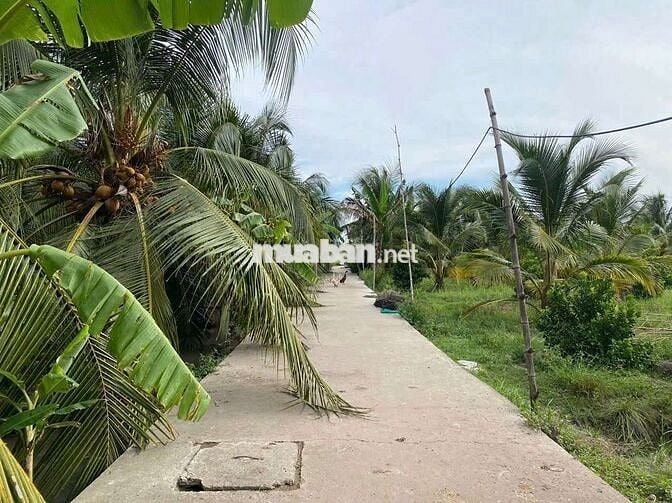 BÁN ĐẤT ĐƯỜNG BÊ TÔNG 3 MÉT, DIỆN TÍCH 3.300, GIÁ 2.9 TỶ