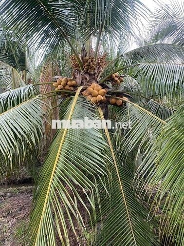 BÁN ĐẤT ĐƯỜNG BÊ TÔNG 3 MÉT, DIỆN TÍCH 3.300, GIÁ 2.9 TỶ