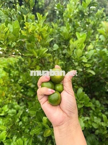VIEW HỒ- ĐƯỜNG BÊ TÔNG KHU DÂN CƯ