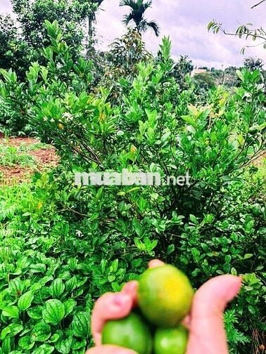 VIEW HỒ- ĐƯỜNG BÊ TÔNG KHU DÂN CƯ