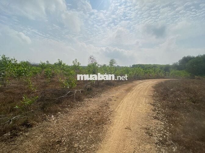 CHỈ 200t CHO 1 XÀO ĐẤT VƠI DIỆN TÍCH 6800M2,GIÁ ĐẦU TƯ SINH LỜI