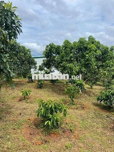 Rẻ ngộp đầu tư hay nghỉ dưỡng đều ok
