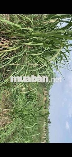 Cần bán lô đất đẹp Châu Thành, Long An