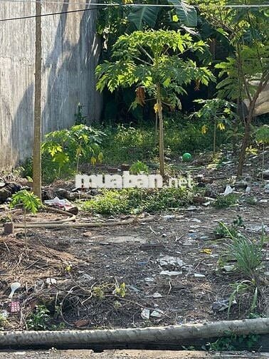 EM CẦN TÌM VÀI NỀN ĐẤT DỰ ÁN CHÍNH CHỦ Ở ĐỒNG NAI VÀ CÁC TỈNH KHÁC