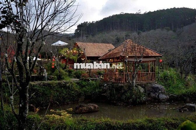 💼 SANG NHƯỢNG HOMESTAY – ĐẤT VÀ MÔ HÌNH KHAI THÁC NGAY TẠI D’RAN – LÂM