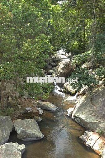 💼 SANG NHƯỢNG HOMESTAY – ĐẤT VÀ MÔ HÌNH KHAI THÁC NGAY TẠI D’RAN – LÂM