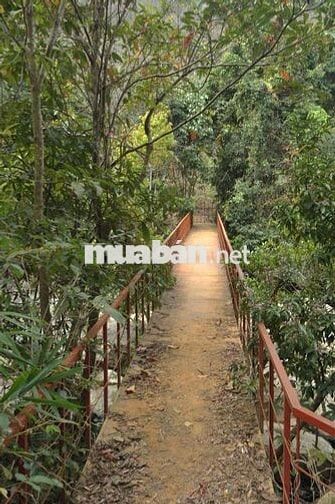 💼 SANG NHƯỢNG HOMESTAY – ĐẤT VÀ MÔ HÌNH KHAI THÁC NGAY TẠI D’RAN – LÂM