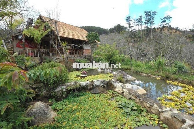 💼 SANG NHƯỢNG HOMESTAY – ĐẤT VÀ MÔ HÌNH KHAI THÁC NGAY TẠI D’RAN – LÂM