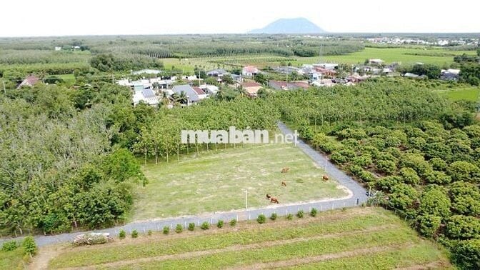 ĐẤT THỔ CƯ 5X33 NGAY CANSPOPT CHỈ 395 TRIỆU