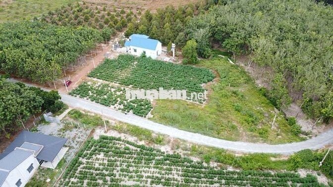 BDS NGAY TÁI ĐỊNH CƯ ,  5X40 CÓ THỔ CƯ 470 TRIỆU