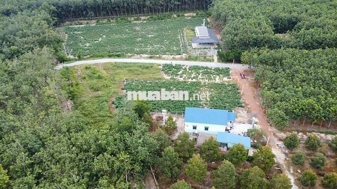 BDS NGAY TÁI ĐỊNH CƯ ,  5X40 CÓ THỔ CƯ 470 TRIỆU